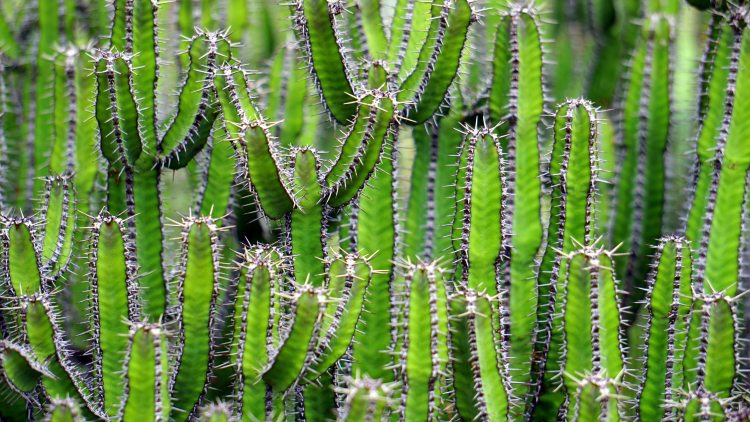 cacti-cactus-cactuses-109827