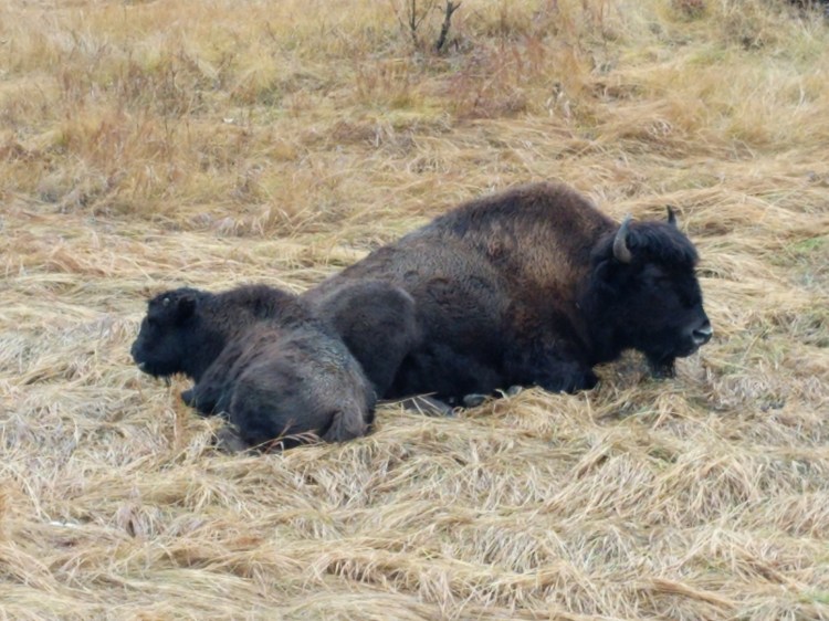 IMG_20181016_115150_1